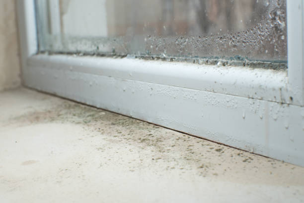 Why You Should Choose Our Mold Remediation Services in Scarsdale, NY